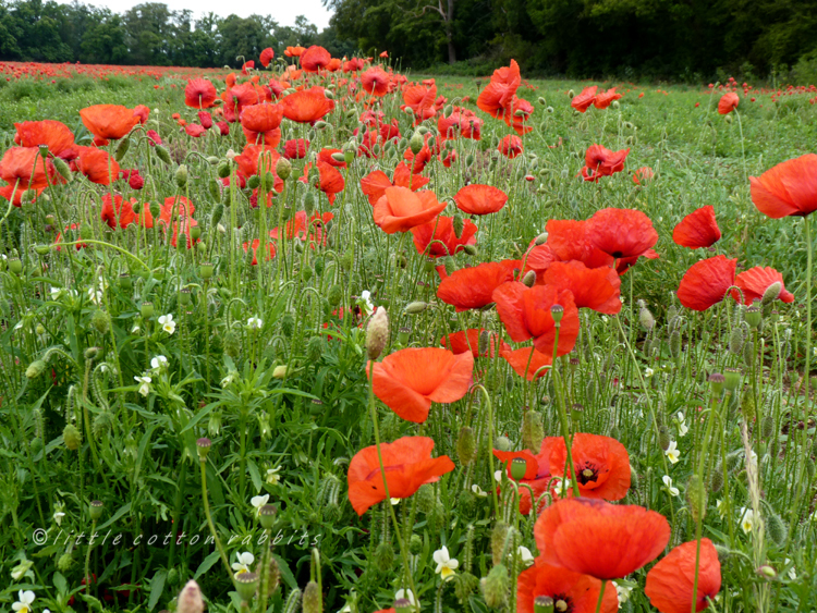 Poppies4