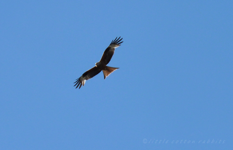 Redkite2