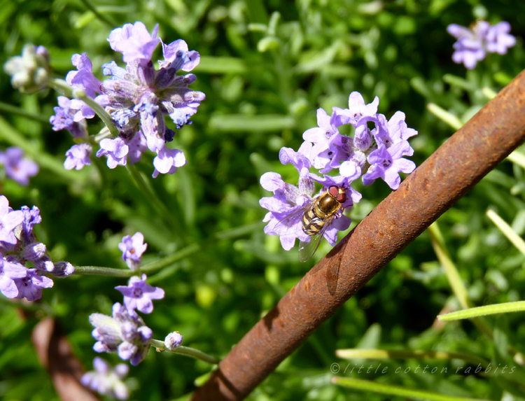 Hoverfly