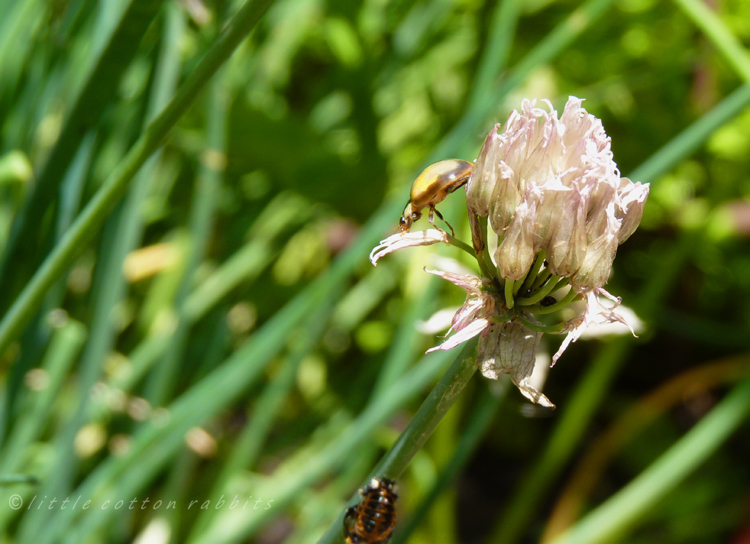 Ladybird hatchling