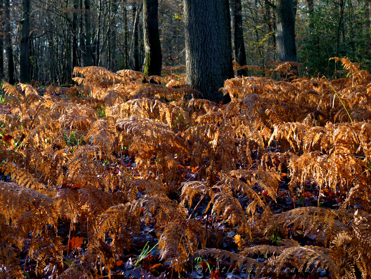 Ferns