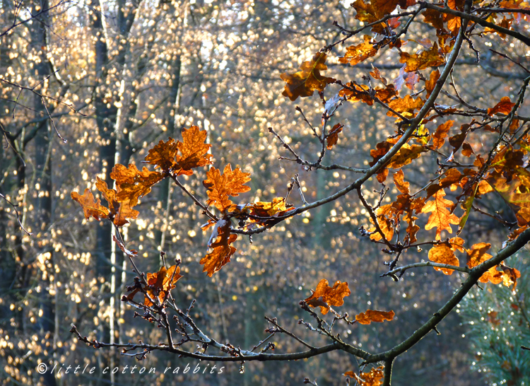 Golden leaves