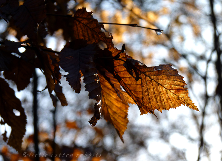 Hornbeam Hornbeam
