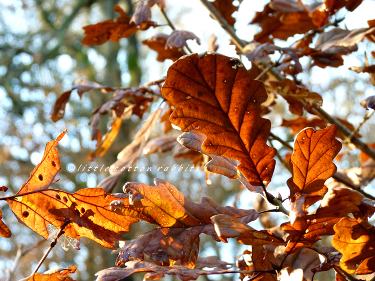 Oak leaves