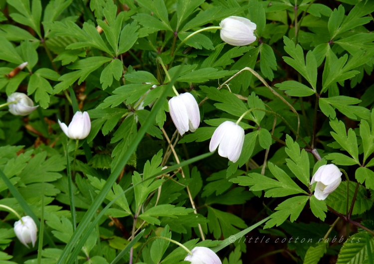 Wood anemones