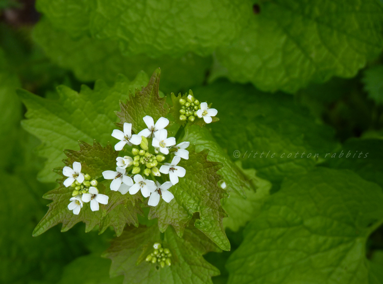 garlic mustard