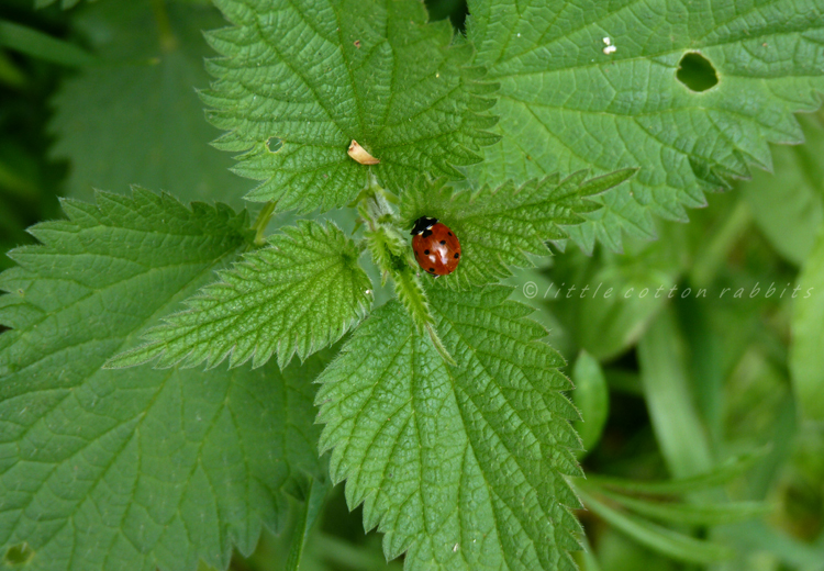 Ladybird