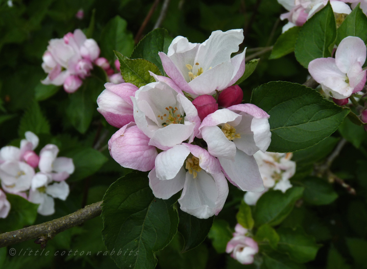 Appleblossom