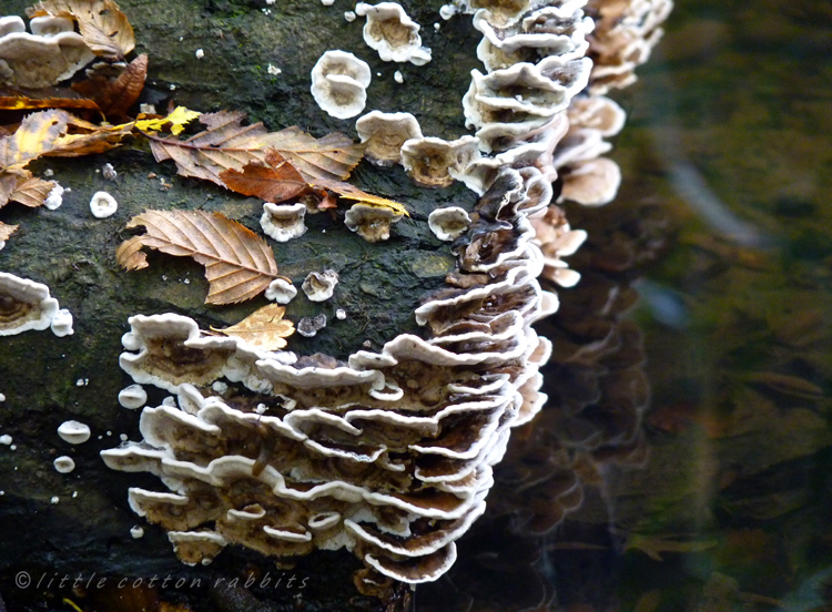 Stump in stream