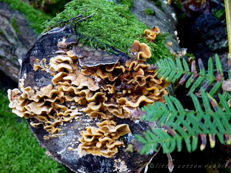 Tree stump