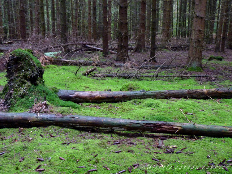 Forest floor