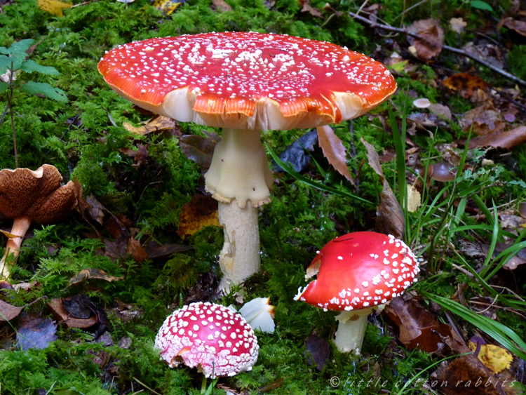 Fly agaric4