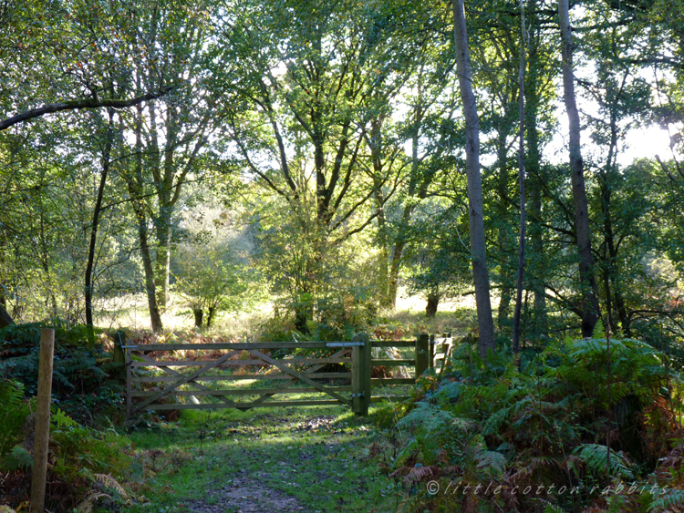 Leaving the meadow