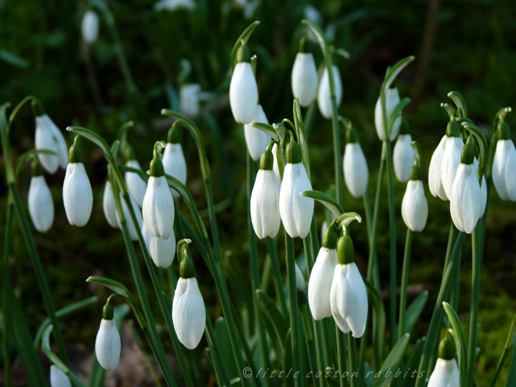 Snowdrops