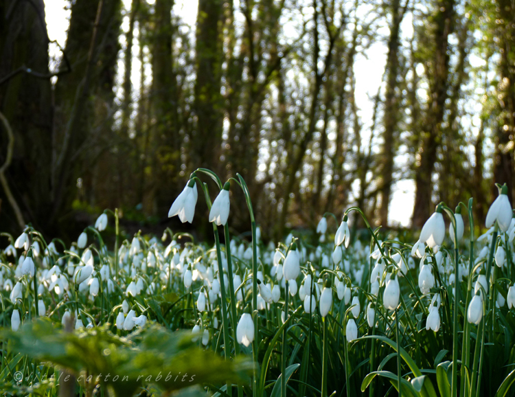 Snowdrops2