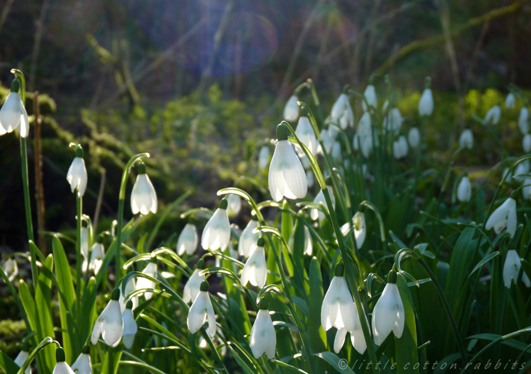 Snowdrops3