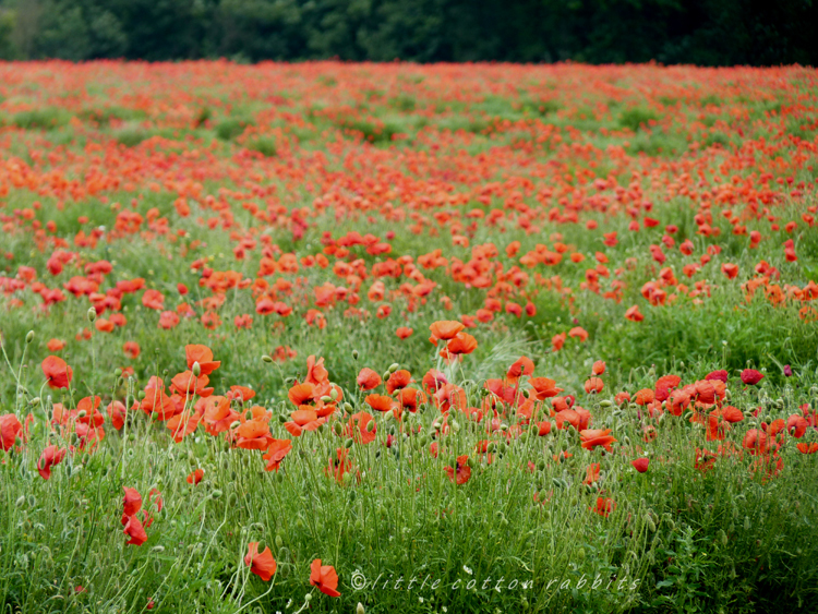 Poppyfield3