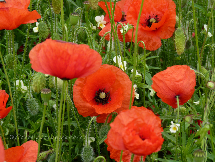 Poppies7