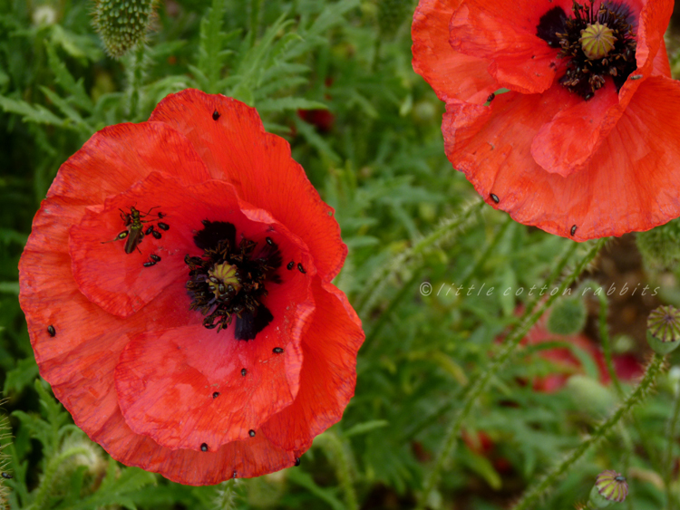 Poppies9