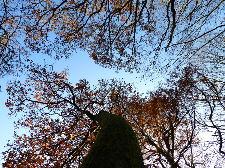 Looking up