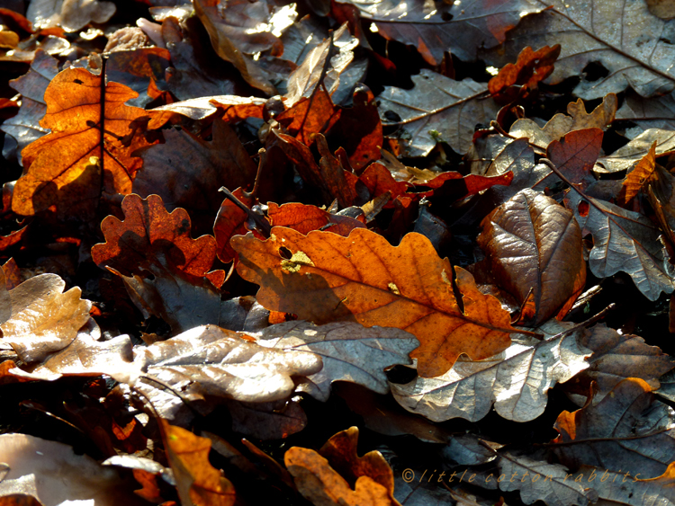 Leaflitter