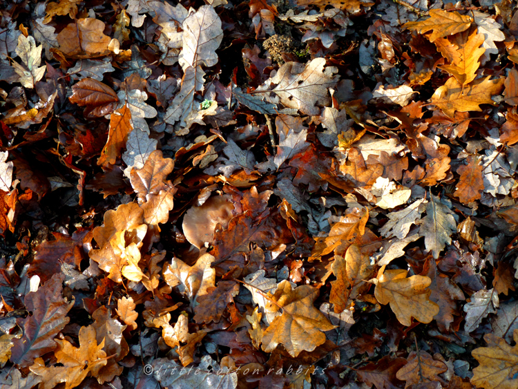 Leaf litter4