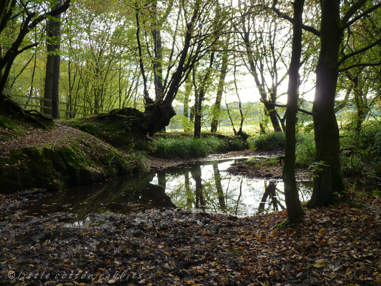 Woodland pool