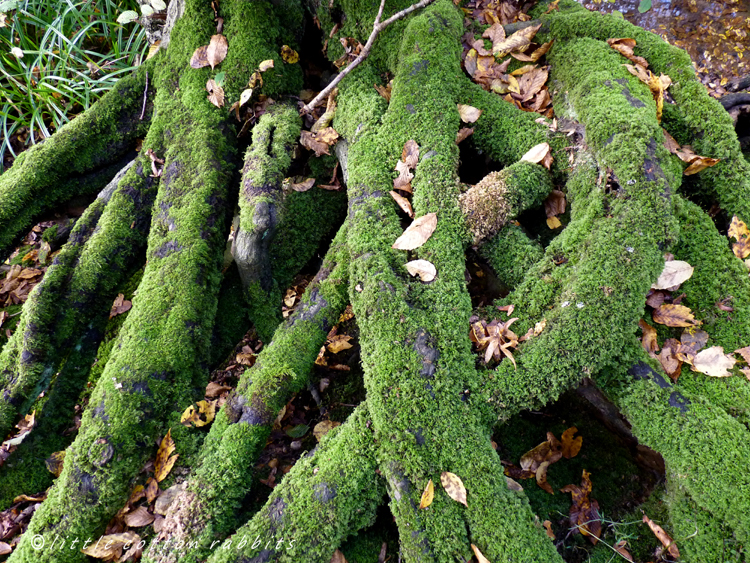 Mossy roots