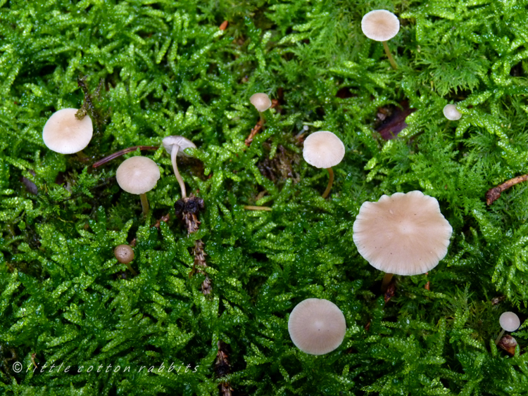 Tiny toadstools