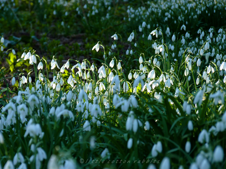 Sunlit snowdrops