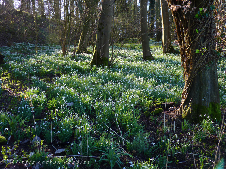 Carpet of snowdrops