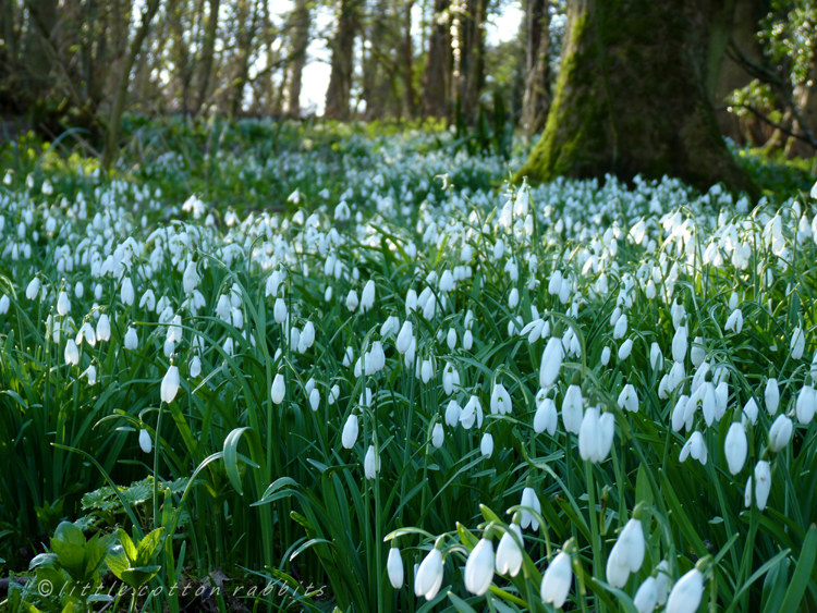 Carpets of snow