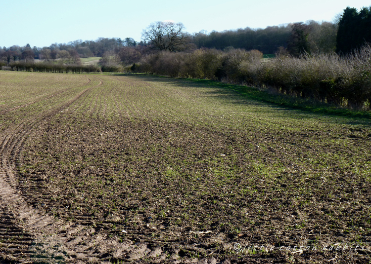 Ploughed field