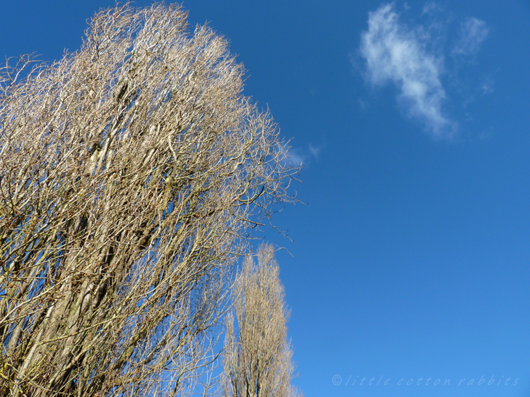 Bare branches