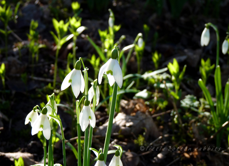 Snowdrops5