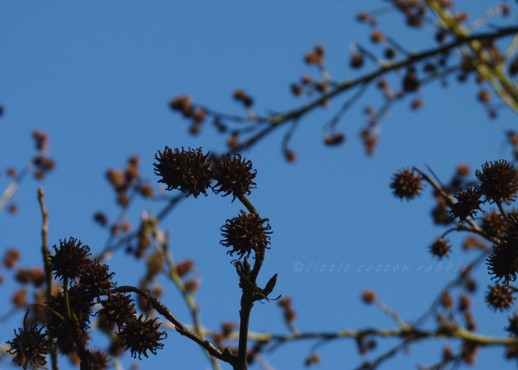 Spiky seeds