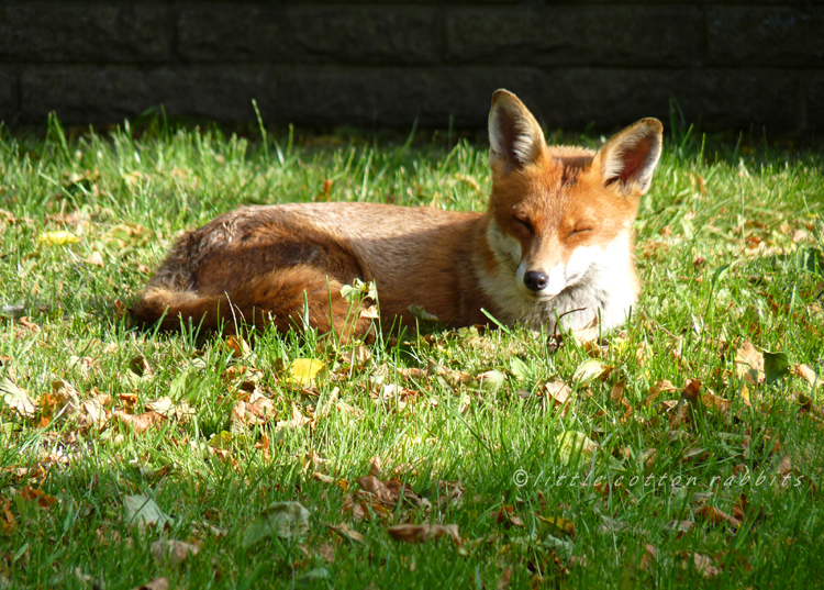 Dozing in the sun