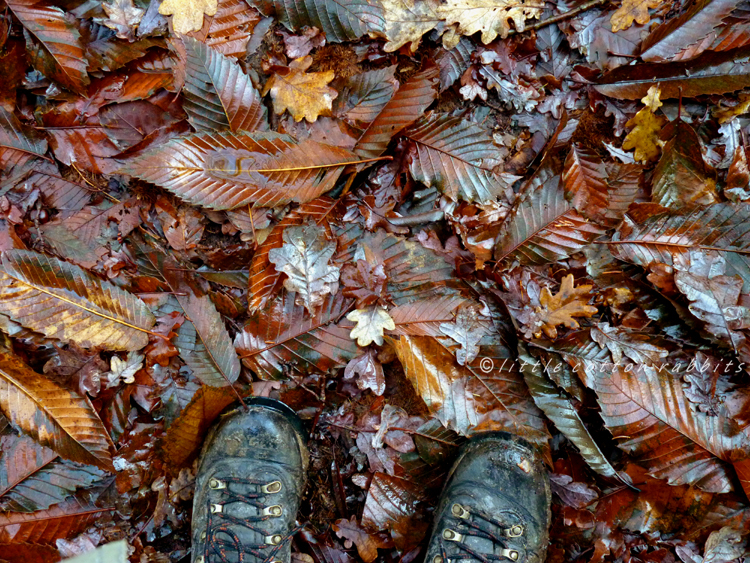 Underfoot leaves