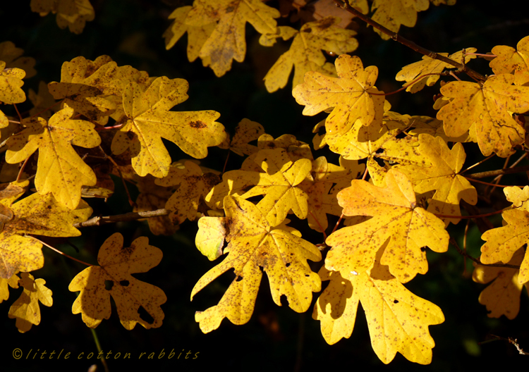 Goldenleaves2