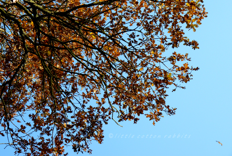 Leaf fall