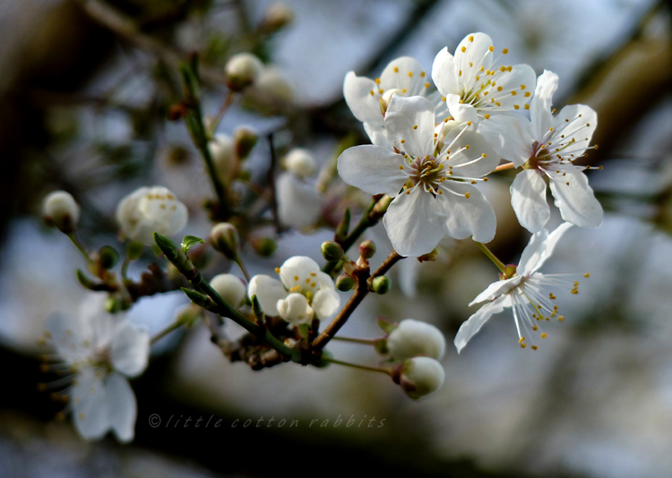 Blossoms