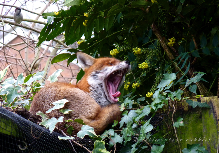 Yawning