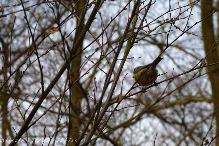 Bluetit