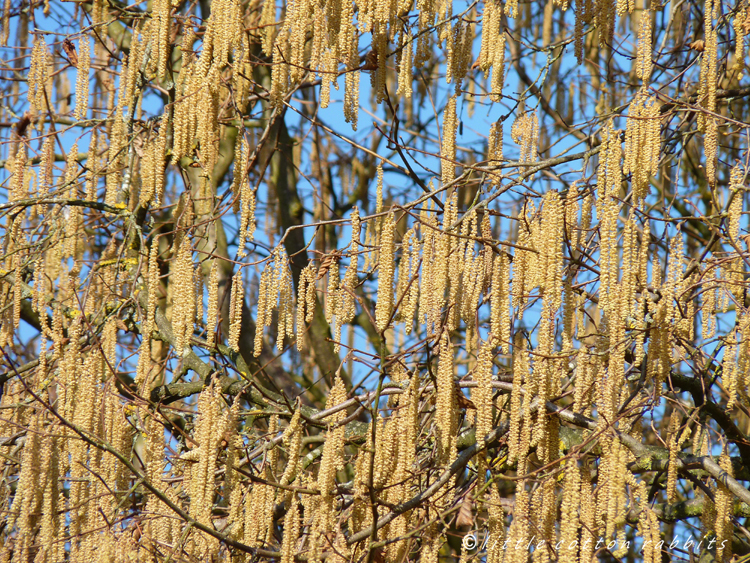 Catkins