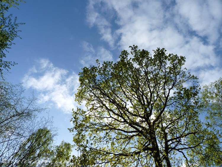 Spring sky