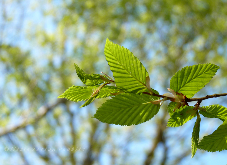 New leaves