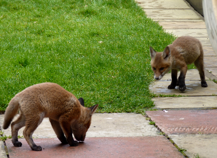 Two cubs