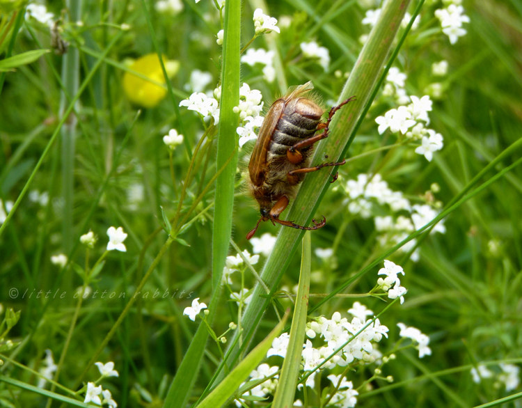 Common cockchafer beetle