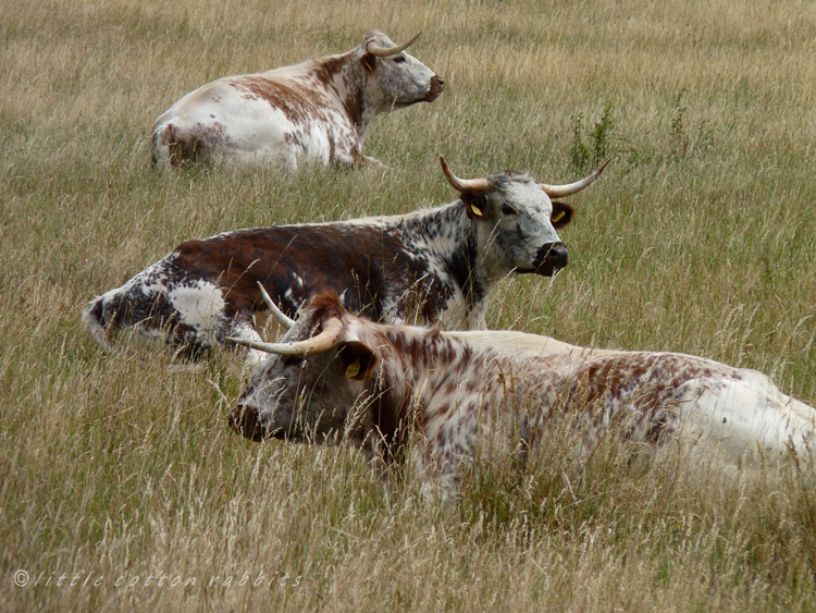 Longhorn cattle