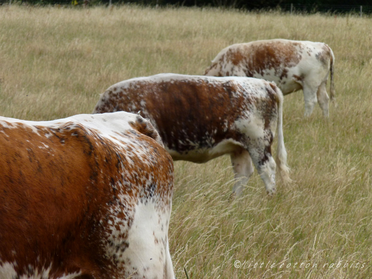 Beautiful markings